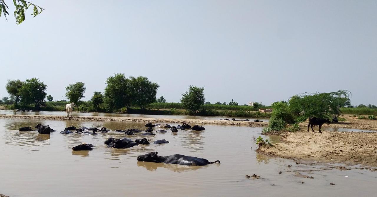 Ibishouse Farm Stay ภารัตปูร์ ภายนอก รูปภาพ